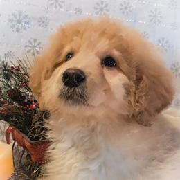 Double Doodle puppies from Kelley's Goldens Poodles and Doodles