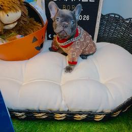 Chanel - Blue fawn female French Bulldog puppy in Athens, Georgia from Imperial Frenchies