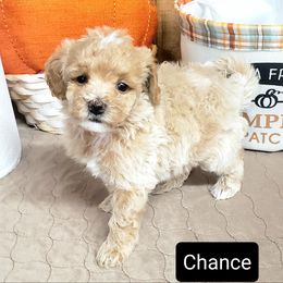Chance - Apricot Maltipoo puppy in Mabelvale, Arkansas from Durham's Designer Poos