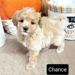 Chance - Apricot Maltipoo puppy in Mabelvale, Arkansas from Durham's Designer Poos