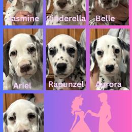 Aurora - White and black female Dalmatian puppy in Micanopy, Florida from Fortuna Farms