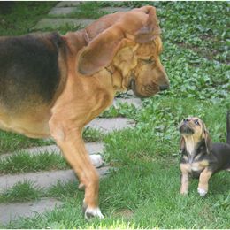 Bloodhound Puppies from Sleepy Hollow Hounds