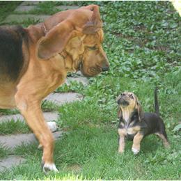 Bloodhound Puppies from Sleepy Hollow Hounds