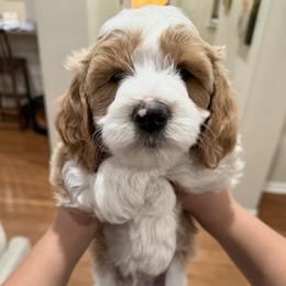 Monty - Parti male Goldendoodle puppy in Cleburne, Texas from Doodles of the Brazos
