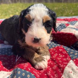 Poppy - Tri-color female Bernedoodle puppy in Camden, Michigan from FurEver Friends Finder
