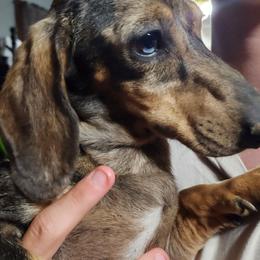 Cash - Dachshund