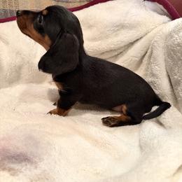 Star - Black and tan female Dachshund puppy in Marshfield, Missouri from WH Hounds