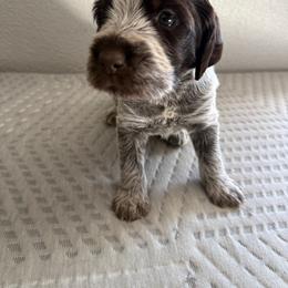 Boy 4 - Brown and gray male Wirehaired Pointing Griffon puppy in Jerome, Idaho from Double R Griffons