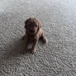 Millie - Red  female Goldendoodle puppy in Fort Myers, Florida from Gandy’s Tails of Joy