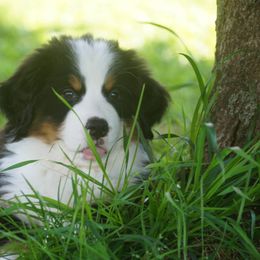 Bernese Mountain Dog Puppies from Lonesome Pine Farm