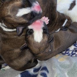 Boxer Puppies from Saskobox