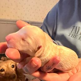 Vanilla bean - Cream female Dachshund puppy in Bartlett, Illinois from Dachshundsnextdoor