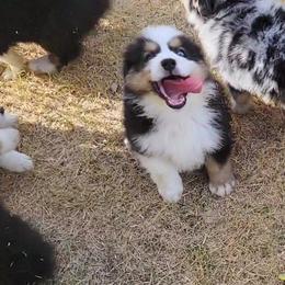 Australian Shepherd Puppies from Winsome Aussies