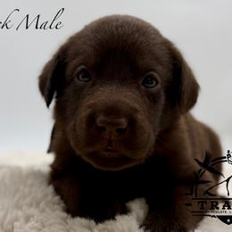 Black - Chocolate male Labrador Retriever puppy in San Diego County, California from Travis’ Chocolate Labradors
