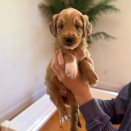 Poppy - Red  female Goldendoodle puppy in Kenansville, North Carolina from J+A Family Doodles