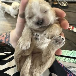 Lady - Cream and white female Shih Tzu puppy in Rockmart, Georgia from Sonya Garrett