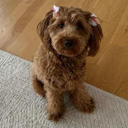 Porsche - Goldendoodle