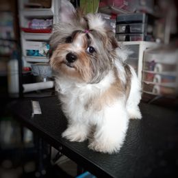 Companion Cross, Havanese, Mal-Shi, Maltese, Maltipoo, Morkie, and Shih Tzu Puppies from Seeking Shalom Acres Maltese, Maltipoos & Havamalts