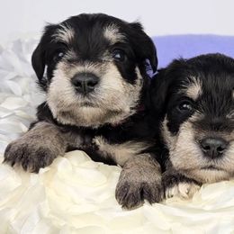 Miniature Schnauzer Puppies from Halo Schnauzer