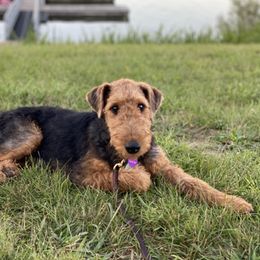 Miniature Schnauzer puppies from Green Family Companion Kennel, LLC