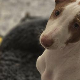 Ibizan Hounds from Kiwi Treasures