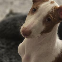 Ibizan Hounds from Kiwi Treasures