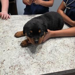 Female 4 - Black and mahogany female Rottweiler puppy in Humble, Texas from Inexorable Haus Early Rotts