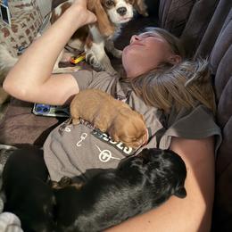 Cavalier King Charles Spaniel Puppies from 5dubs Cavaliers