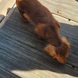 Dachshund Puppies from CLARK'S BREEDING PROGRAM