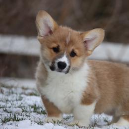 Honeybun - Red male Pembroke Welsh Corgi puppy in Pollock, Missouri from Northstar