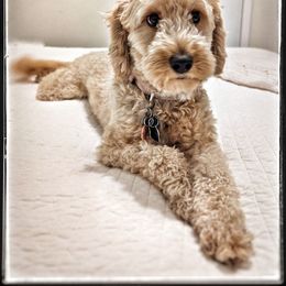 Penny - Goldendoodle