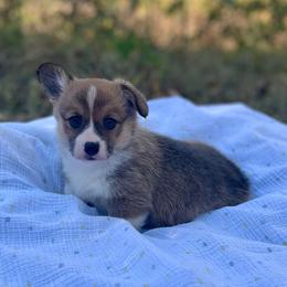 Poppy - Red female Pembroke Welsh Corgi puppy in Hope, Arkansas from Foxy Knoll Farm
