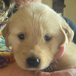 Clark--White - Light golden male Golden Retriever puppy in Kenosha, Wisconsin from Gail’s Goldens