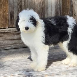 Sheepadoodle All Grown Up from My Sheepadoodle