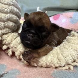 Girl Puppy One - Red female Brussels Griffon puppy in Haymarket, Virginia from JOVAL Kennel