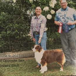 Australian Shepherd Puppies from HT2 Australian Shepherds