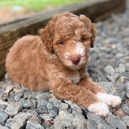 Doc Holliday - Apricot male Aussiedoodle puppy in Holly Springs, North Carolina from Whiskey River Doodles