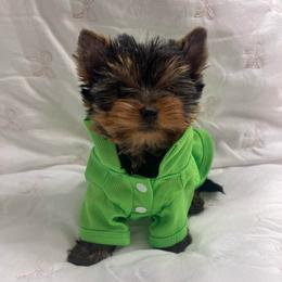 Liam - Blue and gold male Yorkshire Terrier puppy in Seattle, Washington from 🎀 Yorkies Boutique Babydolls 🎀
