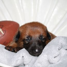 Belgian Malinois Puppies from Pyrex Kennels
