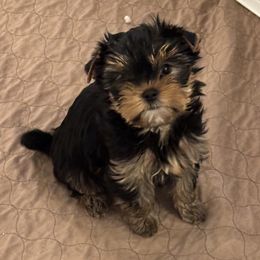Lola - Blue and gold female Yorkshire Terrier puppy in Portland, Oregon from Bohemian Beauty Yorkshire Terrier