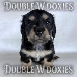 Midnight - Black and cream male Dachshund puppy in Alto, Texas from Double W Doxies