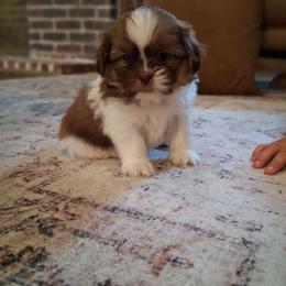 Charlie - Gold and white male Shih Tzu puppy in Lebanon, Pennsylvania from Stoney Acre Farms