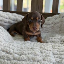 Chocolate And Tan Male 1 - Chocolate and tan male Dachshund puppy in Blackstone, Virginia from Cheyenne's Dachshunds