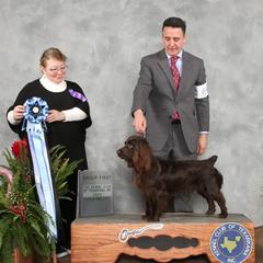 Mary - Boykin Spaniel