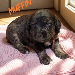 Muffin - Sable female Aussiedoodle puppy in Ellenburg Center, New York from Kristin's Puppies
