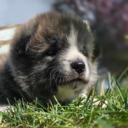 Boy 2 - Brindle male Japanese Akitainu puppy in Payson, Utah from Havoc Akitas