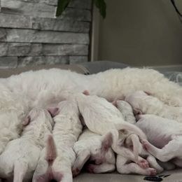 Bichon Frise Puppies from Badook Bichons