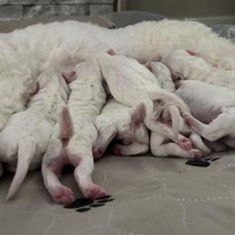Bichon Frise Puppies from Badook Bichons