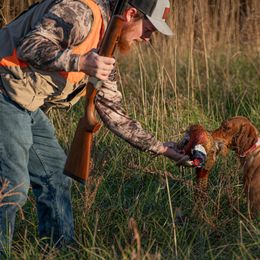 Vizslas, Weimaraners, and Wirehaired Vizslas from Willow Ridge Kennel