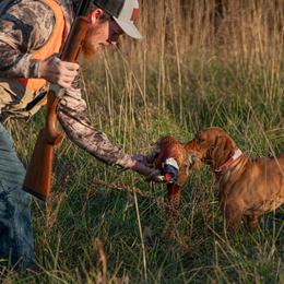 Vizslas, Weimaraners, and Wirehaired Vizslas from Willow Ridge Kennel